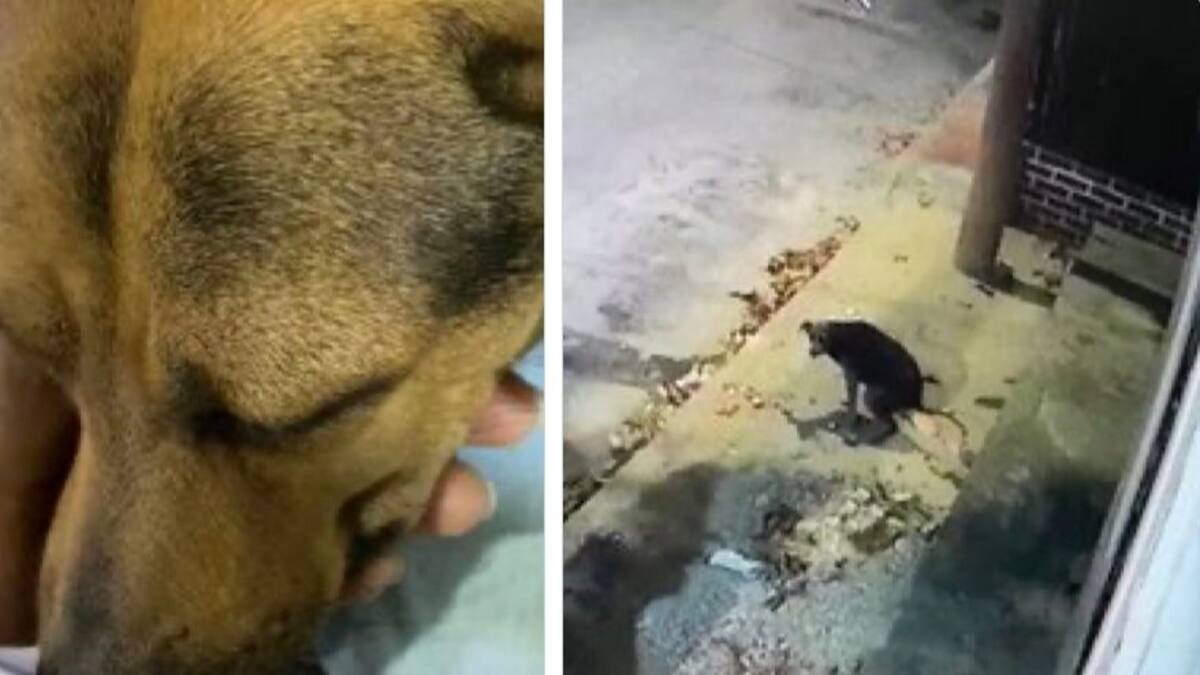 En Santa Marta los casos de maltrato quedan en la impunidad: animalistas