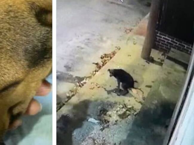 Capturas de video . Lorenzo Bonilla