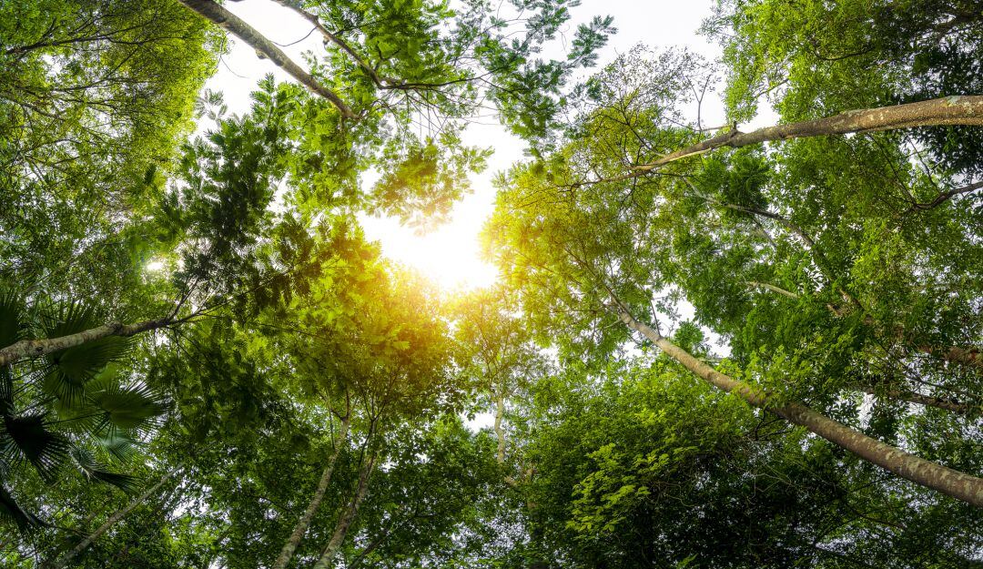 Imagen de referencia