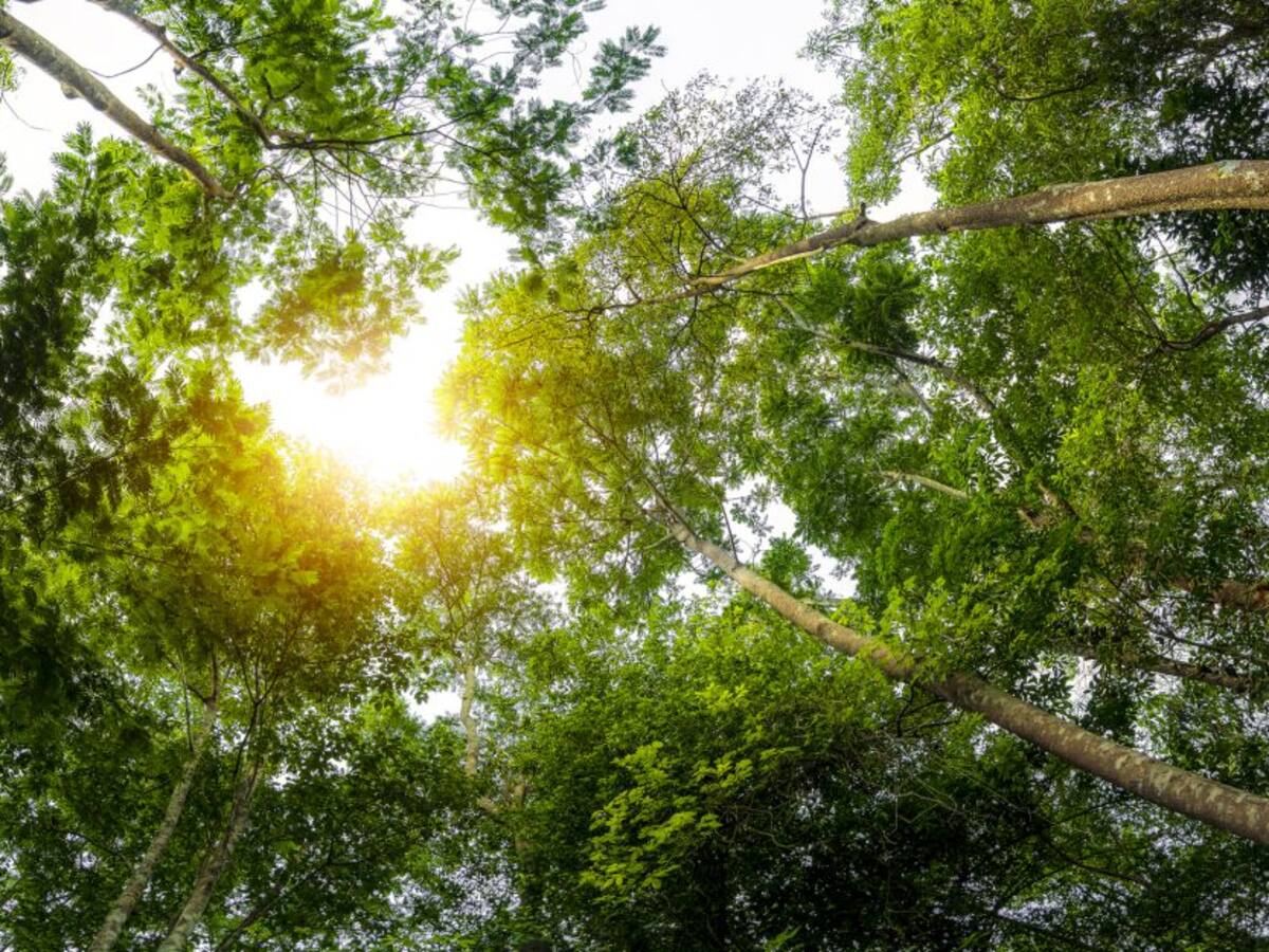 Lanzan estrategias para combatir delitos ambientales en Neiva