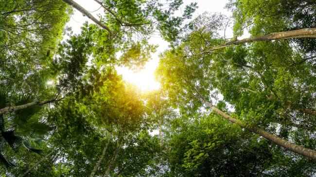 Imagen de referencia