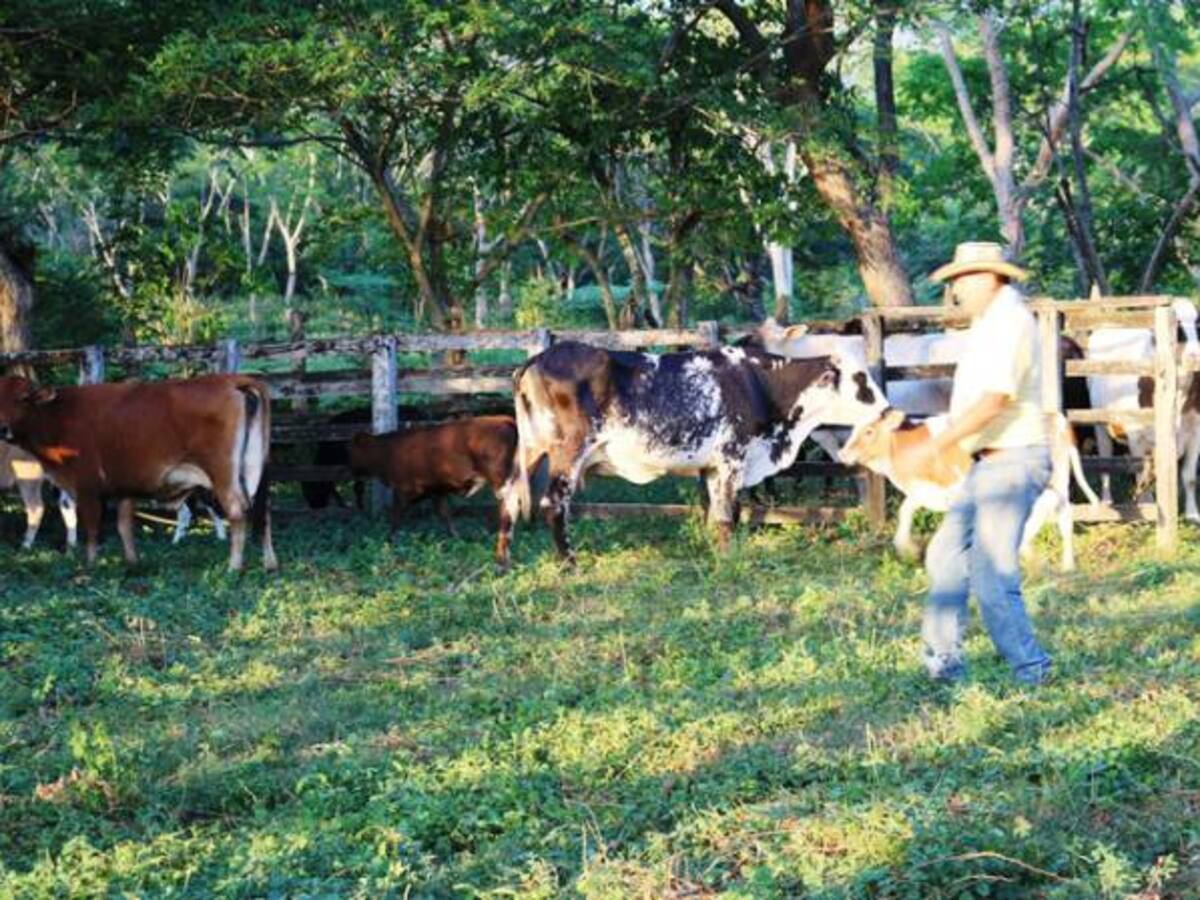 Fenómeno de El Niño golpea al sector ganadero de Norte de Santander