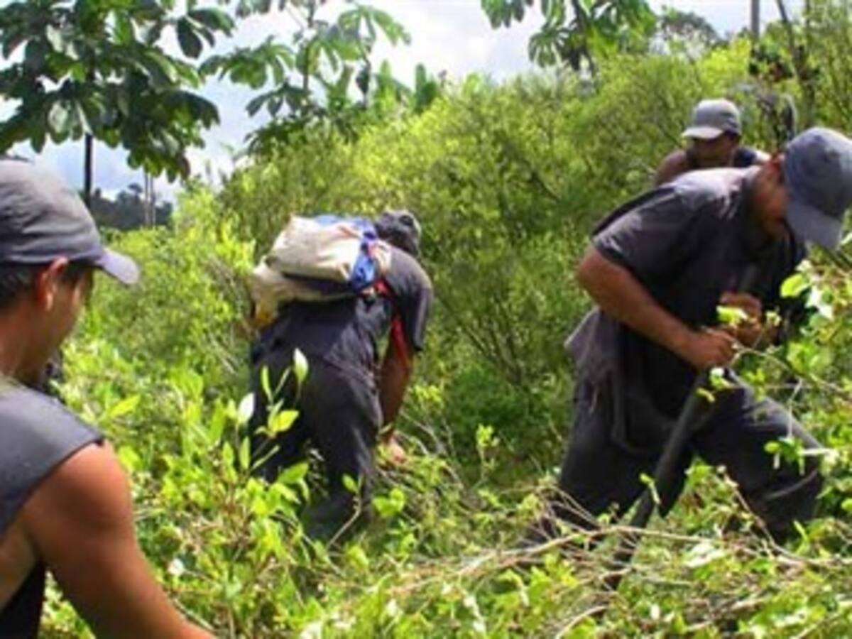 Policía asegura que cultivos ilícitos están aumentando en resguardos indígenas de Putumayo