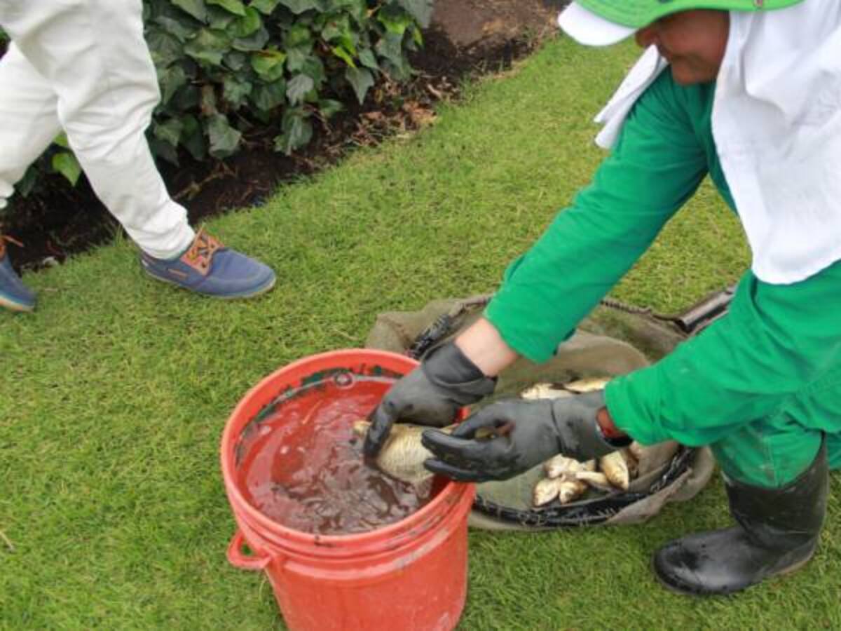 Mortandad de peces en el parque de los Novios