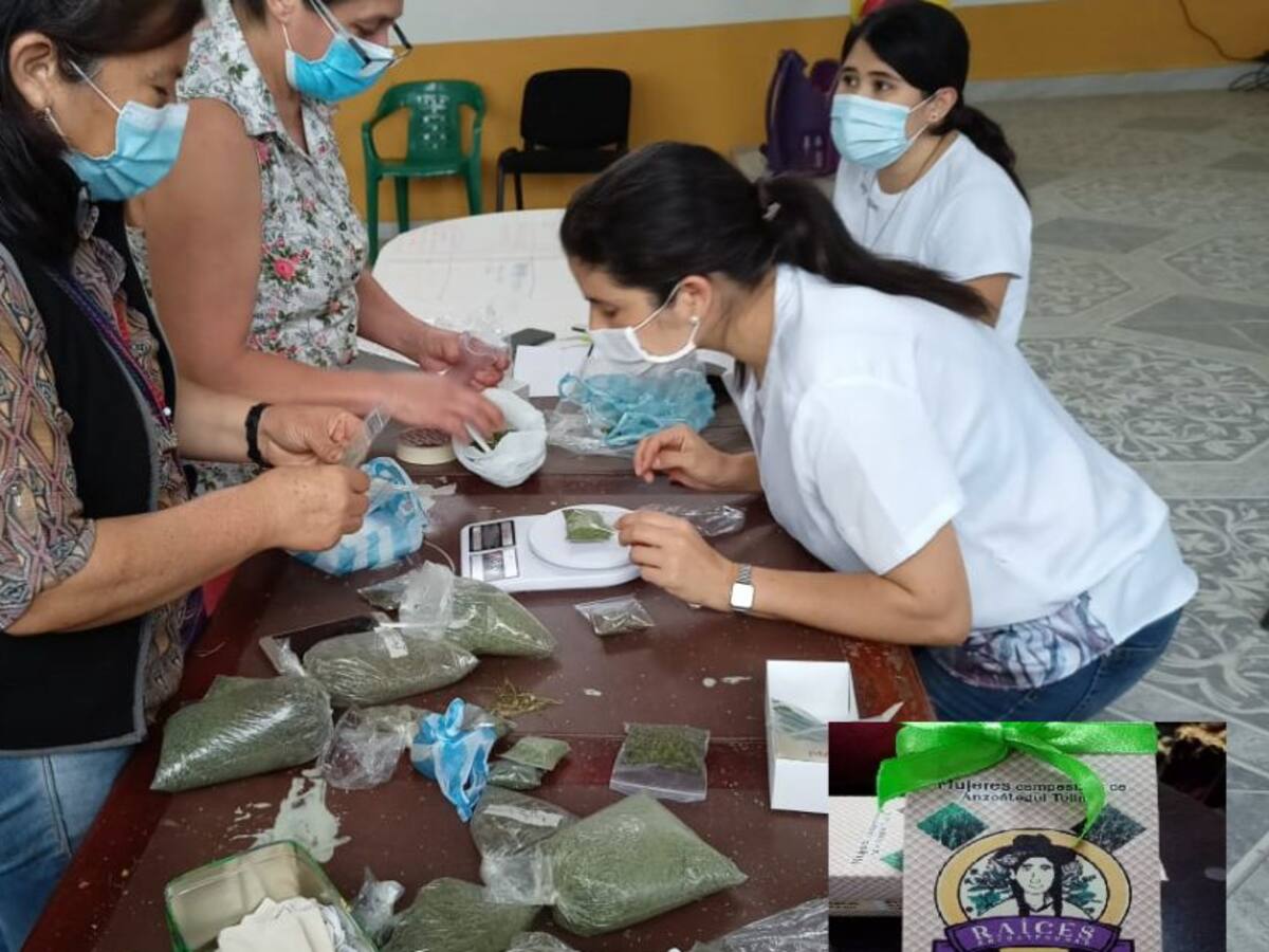 Manos de mujeres campesinas del Tolima en una tasa de aromática