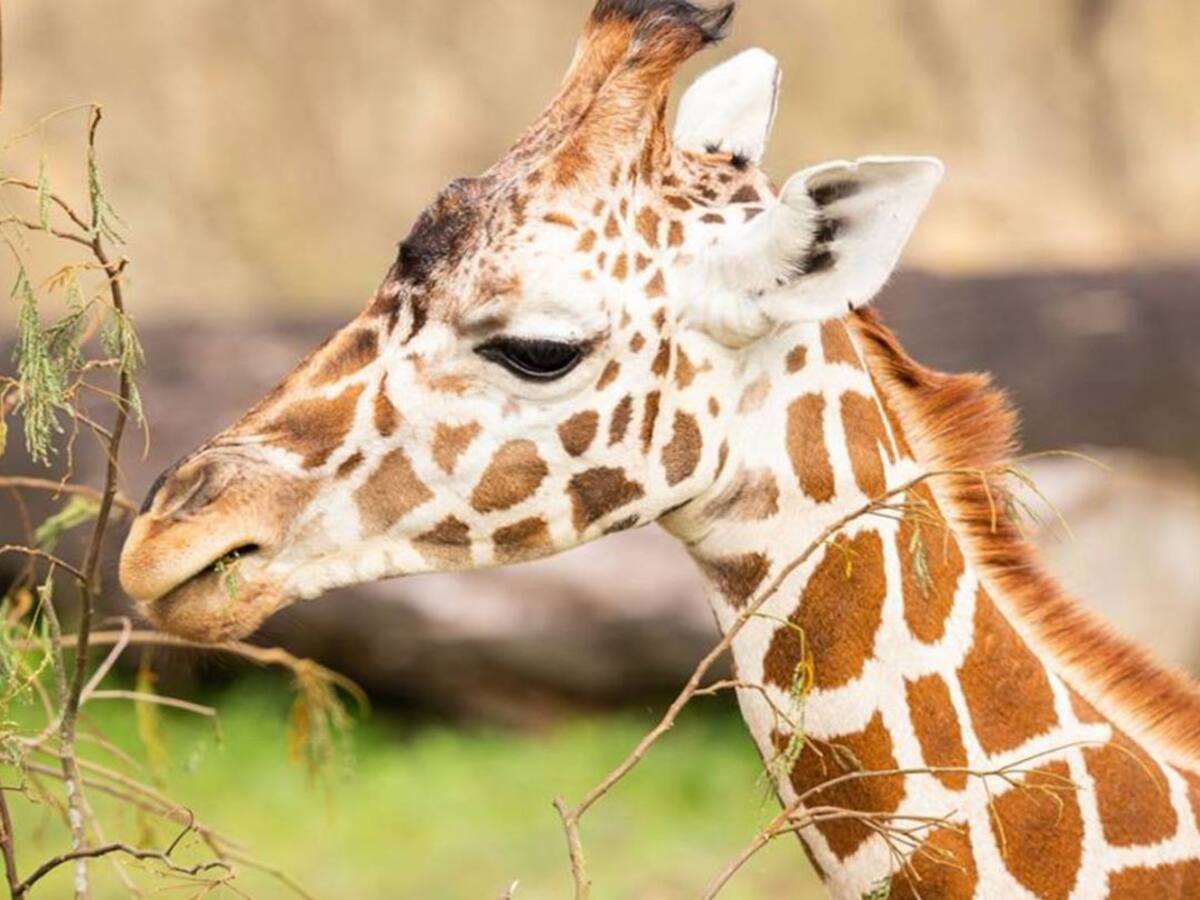 Murió 'Perla', una de las jirafas del bioparque Ukumarí de Pereira