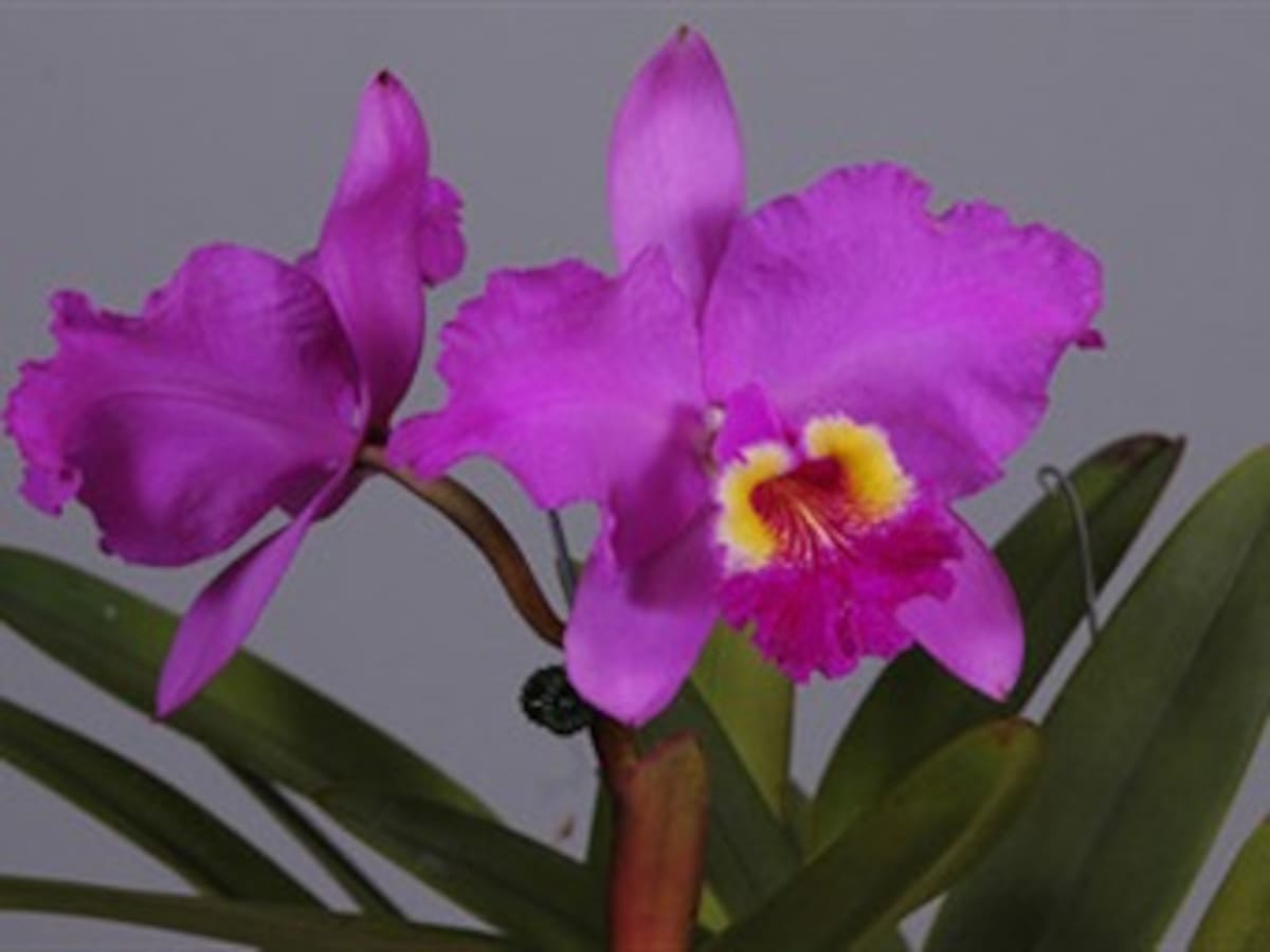 Se abrió Orquídeas, Pájaros y Flores en el Jardín Botánico de Medellín
