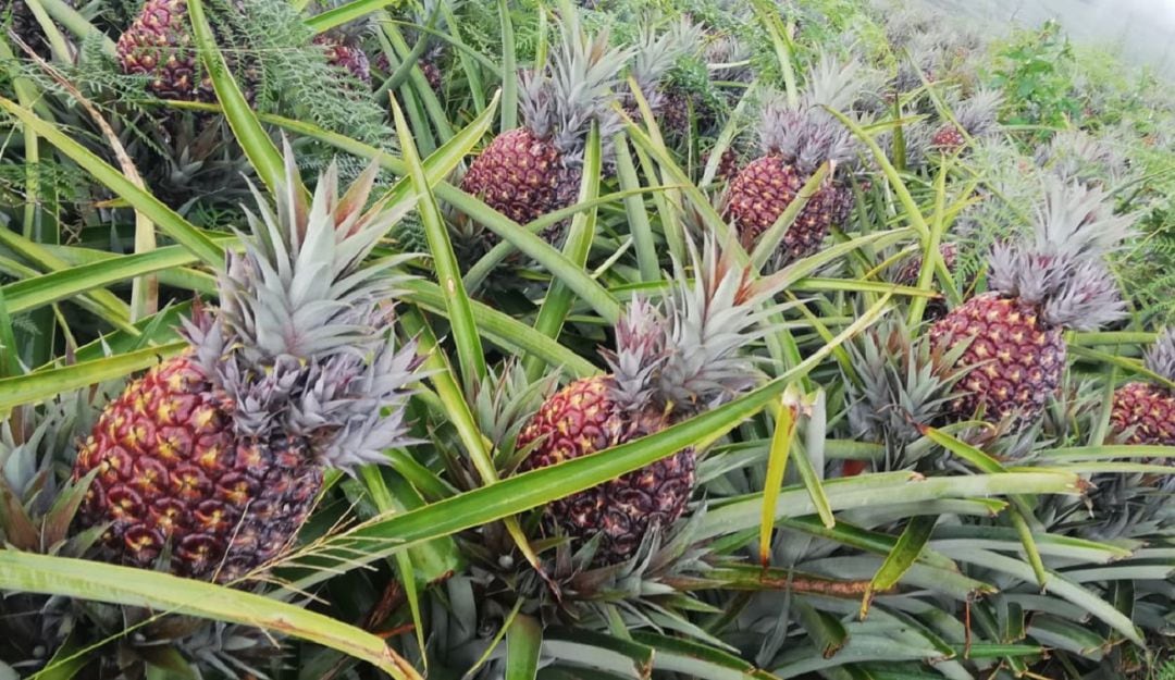 Cultivo de piñas en La Cumbre, Valle del Cauca