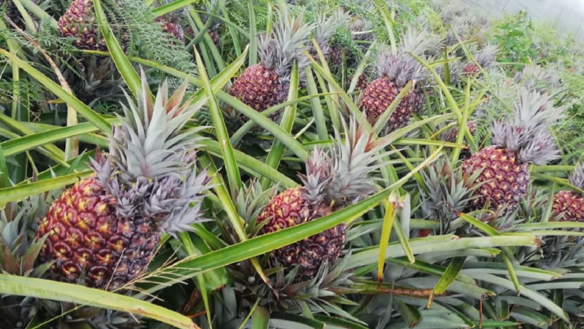 ¿Cómo se cultiva la piña, alimento rico en vitaminas? | Ciencia y medio ...