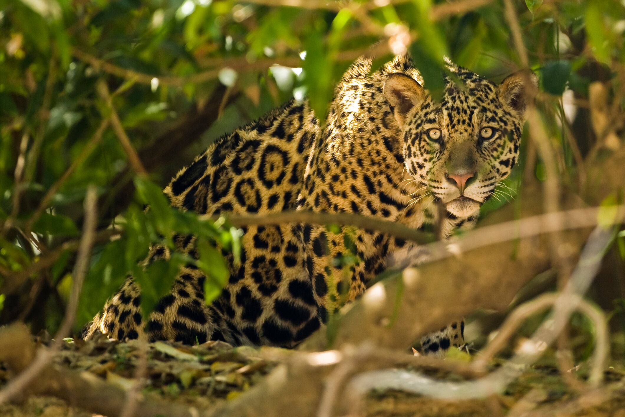 Jaguar, Panthera onca, along a riverbank in Brazil's Pantanal wetlands.