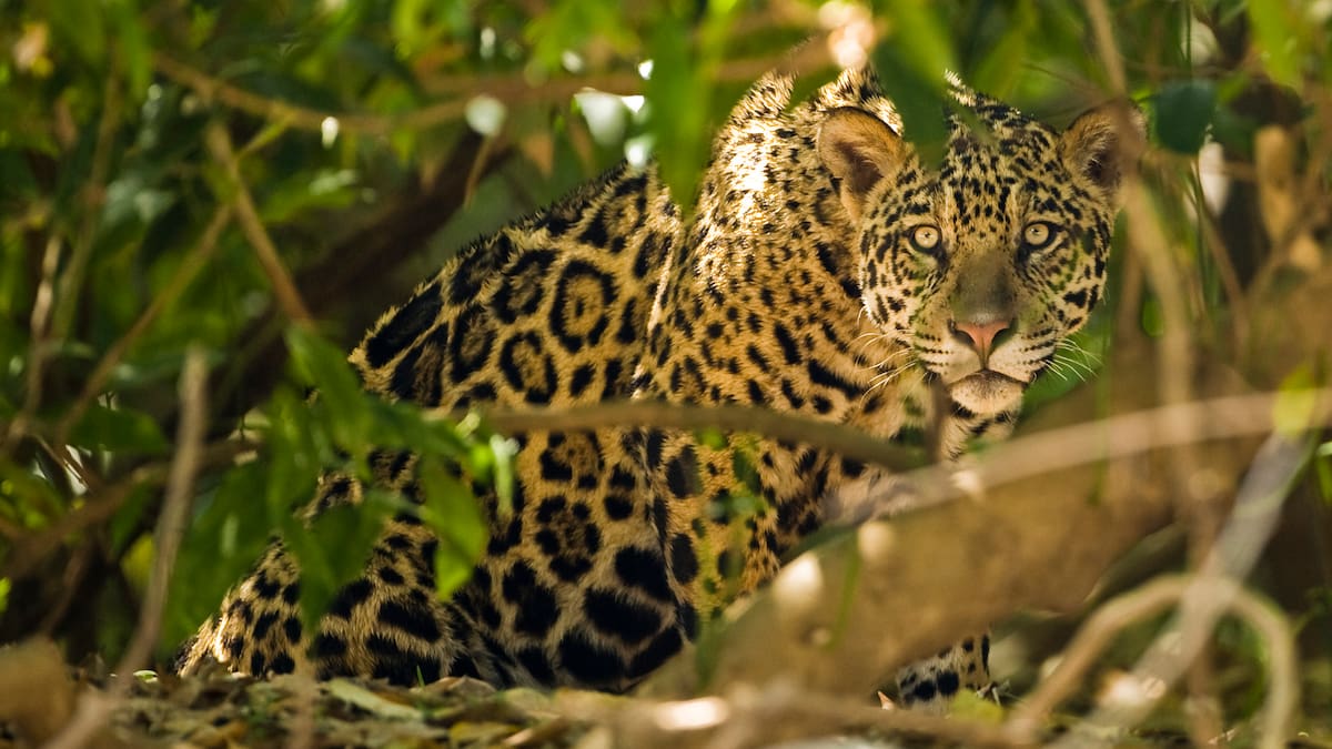 Impulsan en Santander estrategia para la conservación de jaguares
