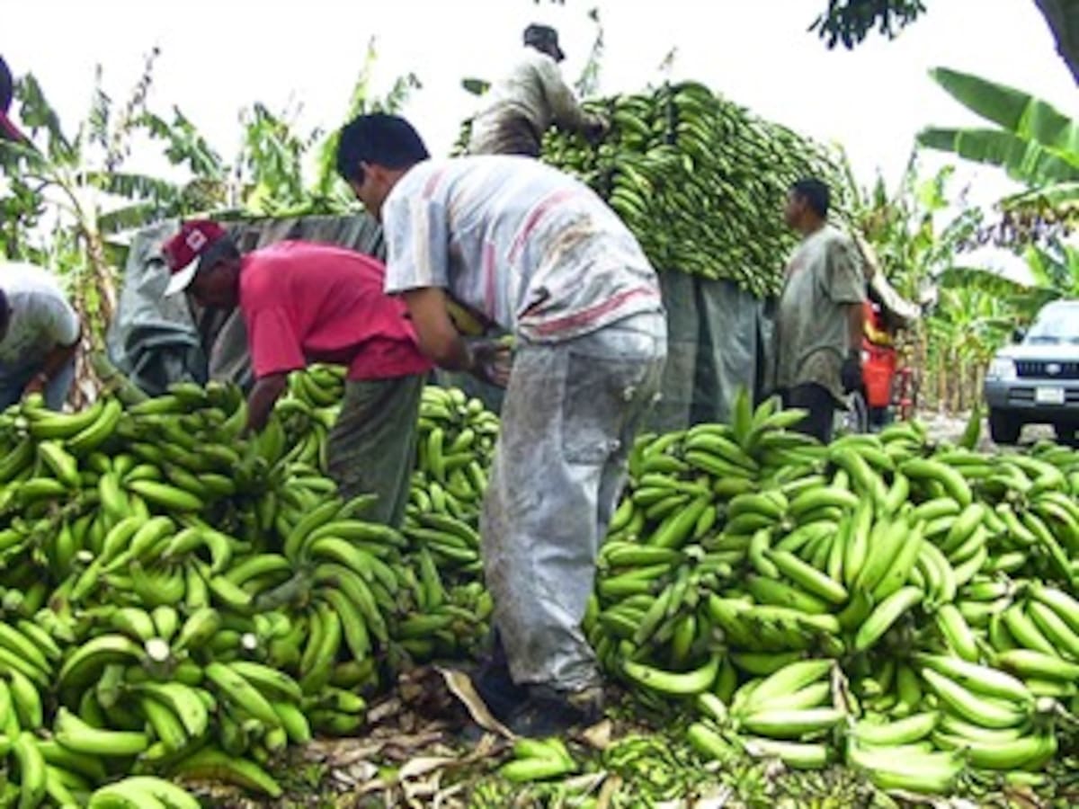 Colombia pasó del primer al tercer lugar en exportación de plátano en el mundo