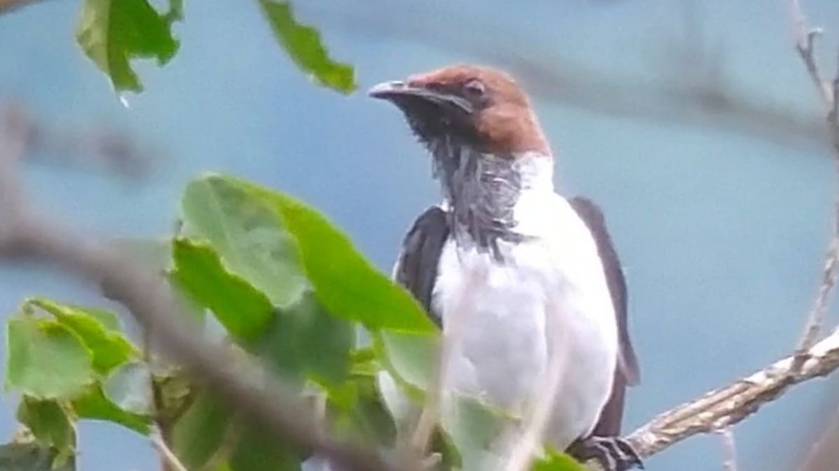 El pájaro "Campanero" sí está en Colombia