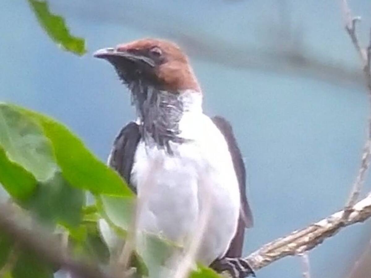 El pájaro “Campanero” sí está en Colombia