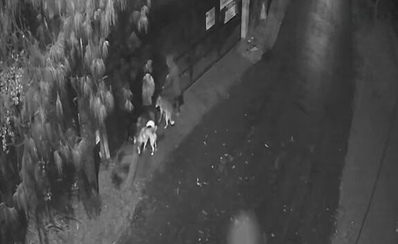 Tres perros fueron abandonados en la puerta del CEIBA de Rionegro. Foto: Alcaldía de Rionegro.