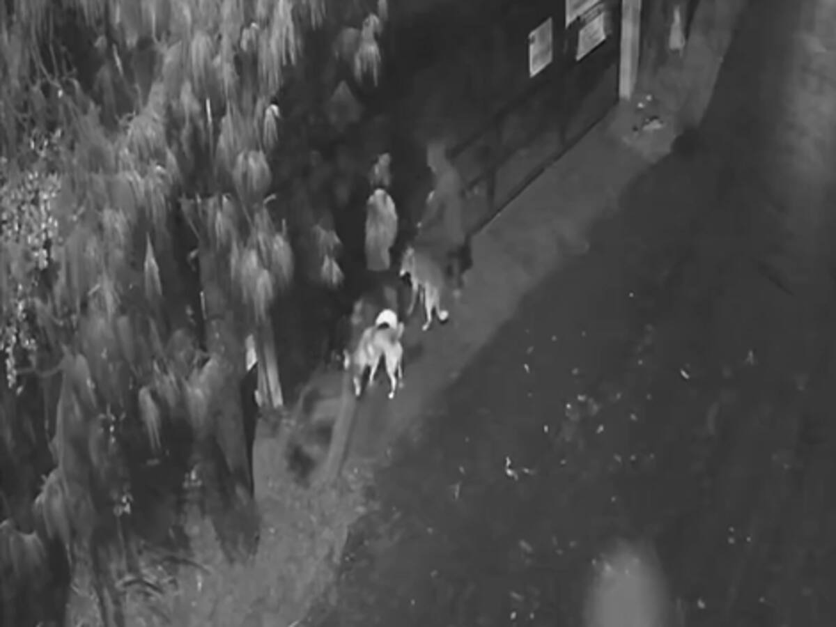 Tres perros fueron abandonados en la puerta del Centro de Bienestar Animal de Rionegro