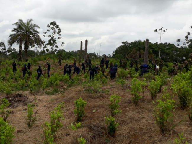 Gobierno erradicó 35.000 hectáreas de coca este año: vicepresidente