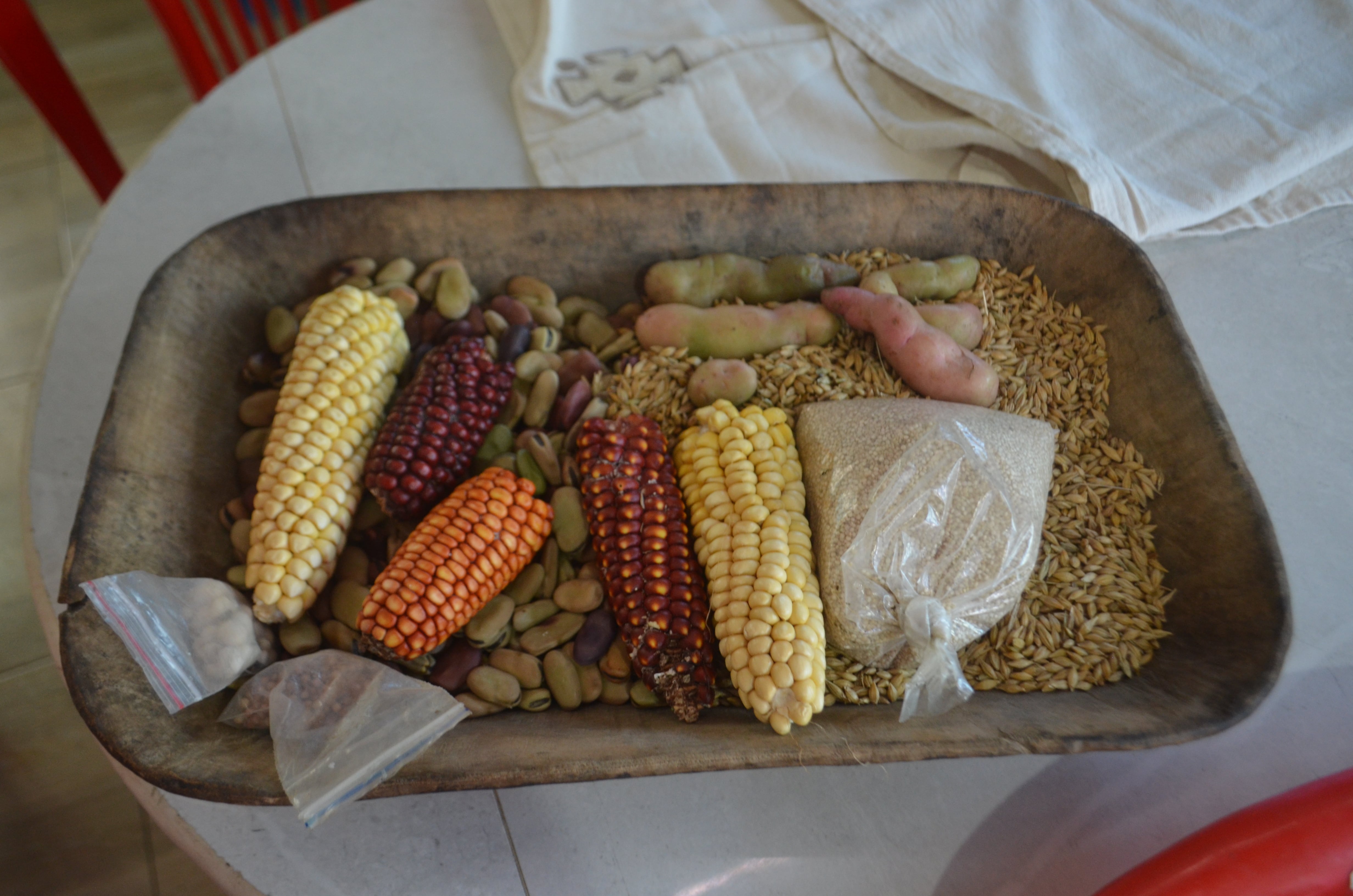 Las comunidades del resguardo indígena del Gran Cumbal, en Nariño, trabajan para conservar y revitalizar cultivos tradicionales que han sido desplazados por la agricultura comercial.