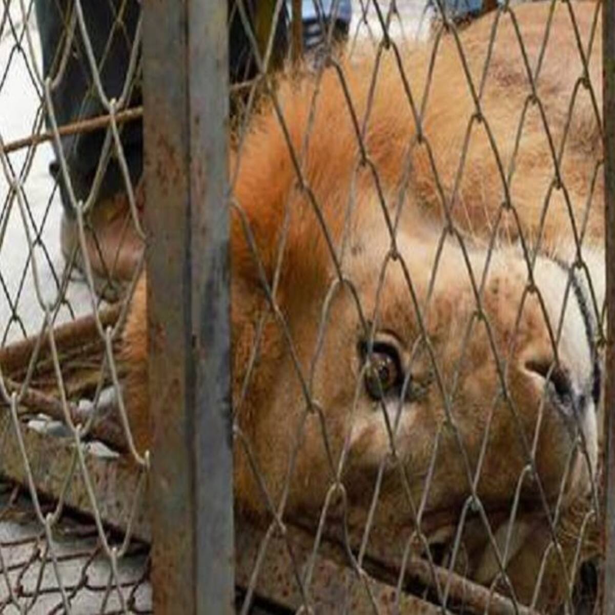 'Júpiter' podría tener una enfermedad grave según veterinarios