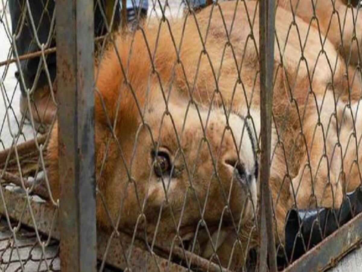 'Júpiter' podría tener una enfermedad grave según veterinarios