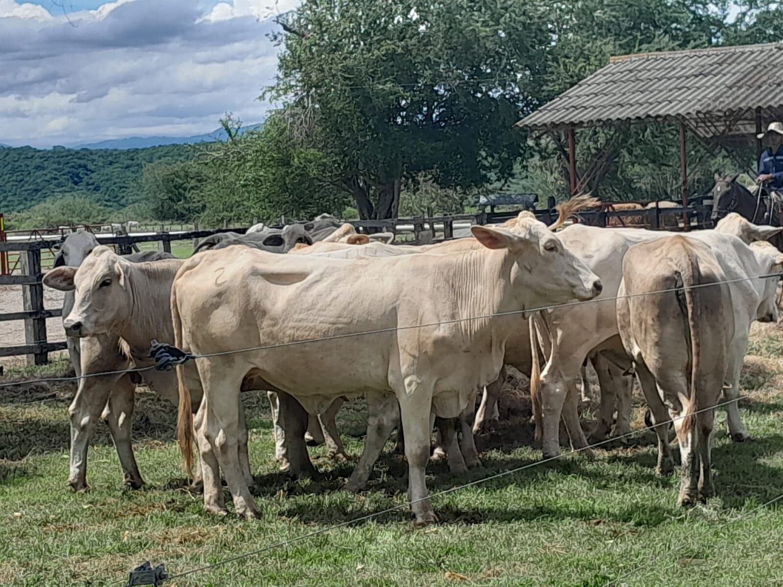 Más de 4000 familias ganaderas viven en las zonas de influencia del Nevado del Ruiz.