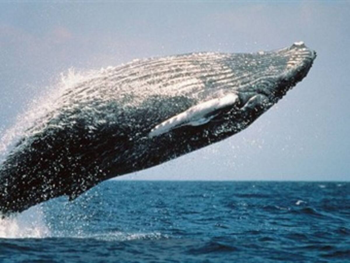 Rastrean ballenas azules a través de su canto en la Antártida