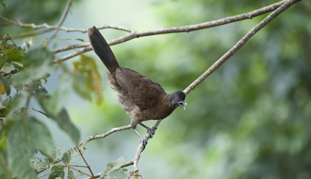 Guacharaca o chachalaca