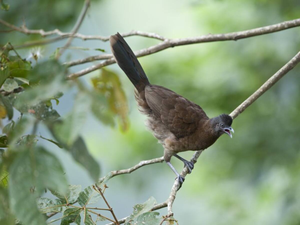 Las guacharacas, aves que ayudan a la polinización. No las ataque