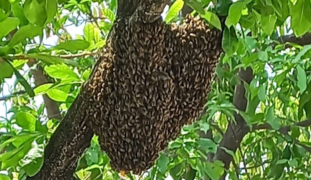 Los casos de abejas fueron los más frecuentes en este período, seguido de los incendios de cobertura vegetal y los incendios en viviendas