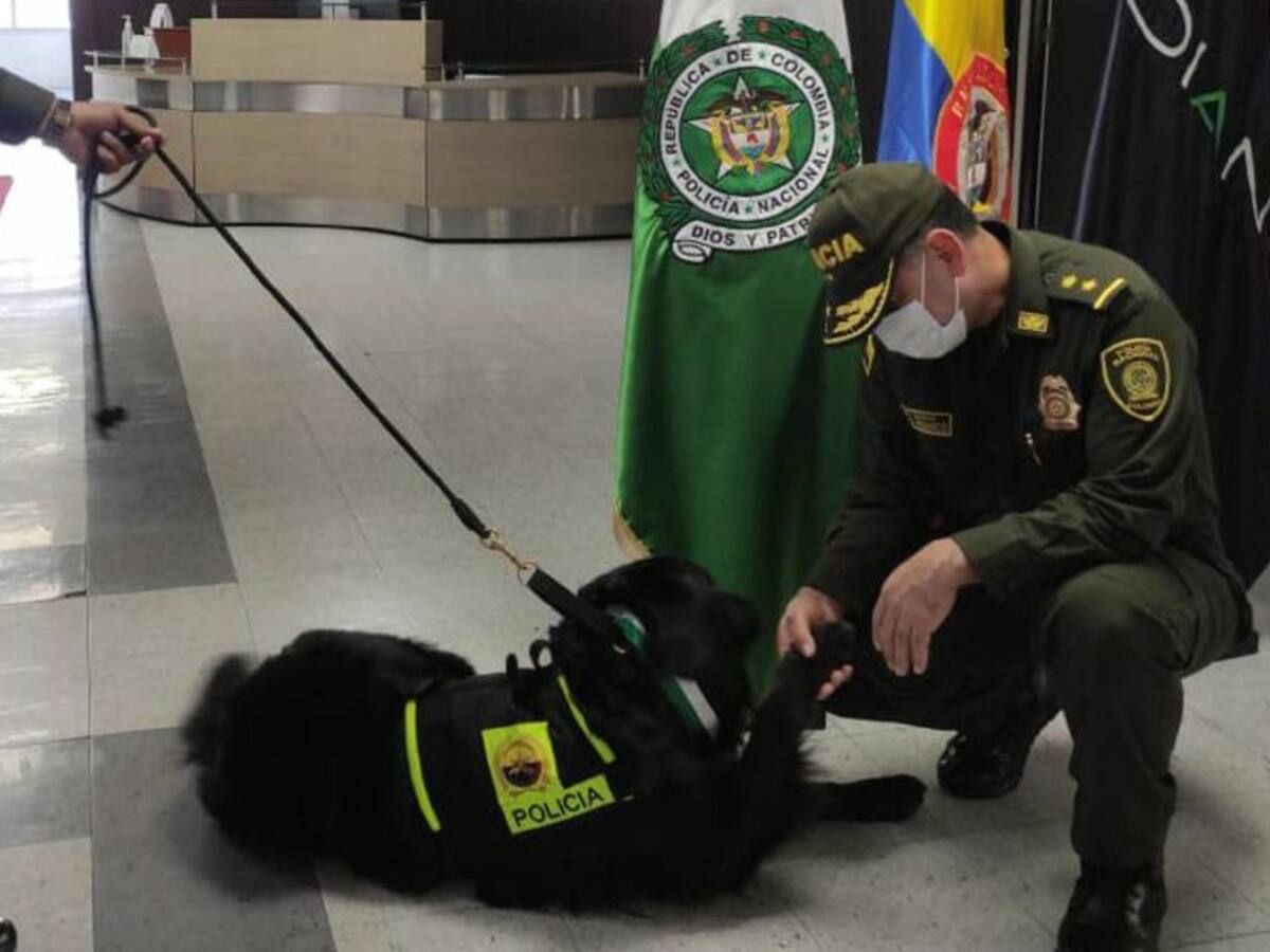 Tres perros se jubilaron de la Polfa tras una década de servicio