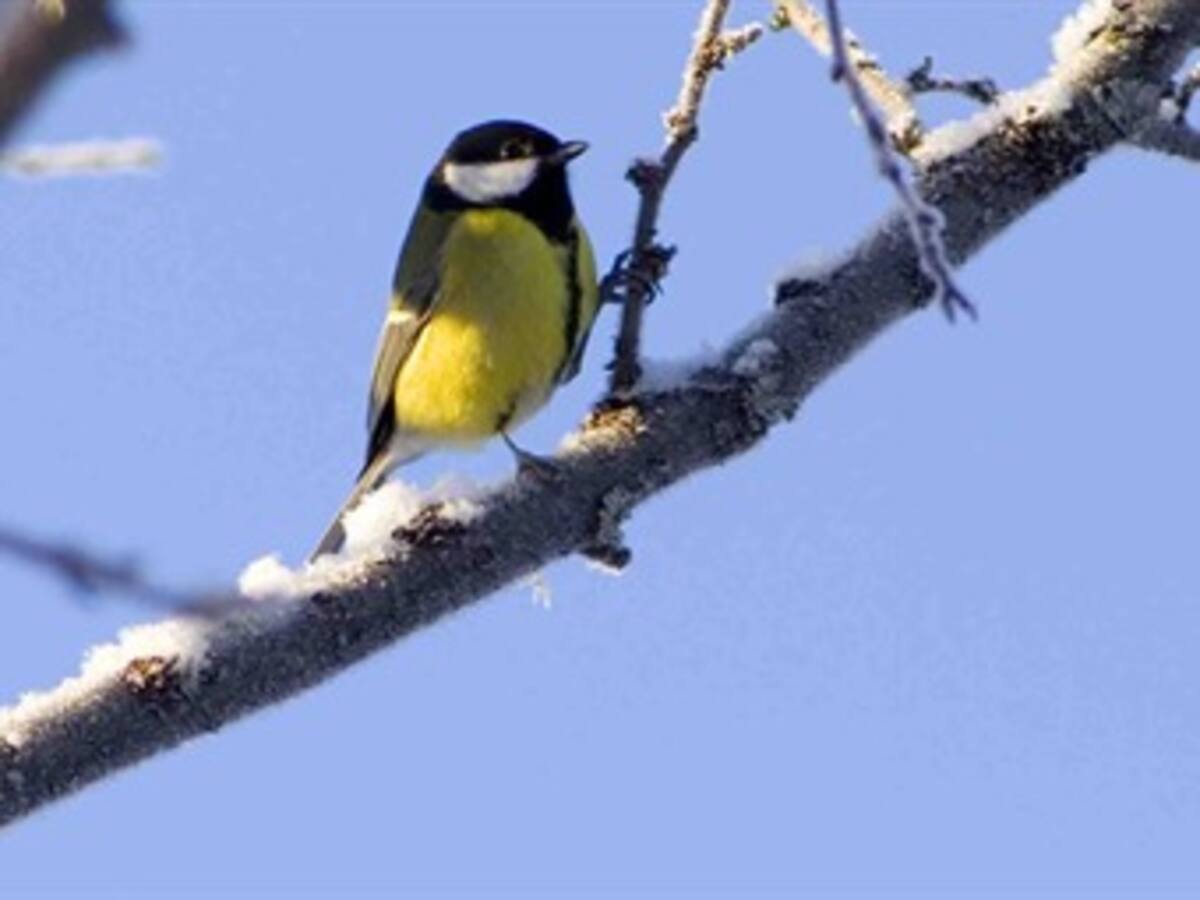 Pájaro enjaulado no canta, sino se lamenta: ornitólogo