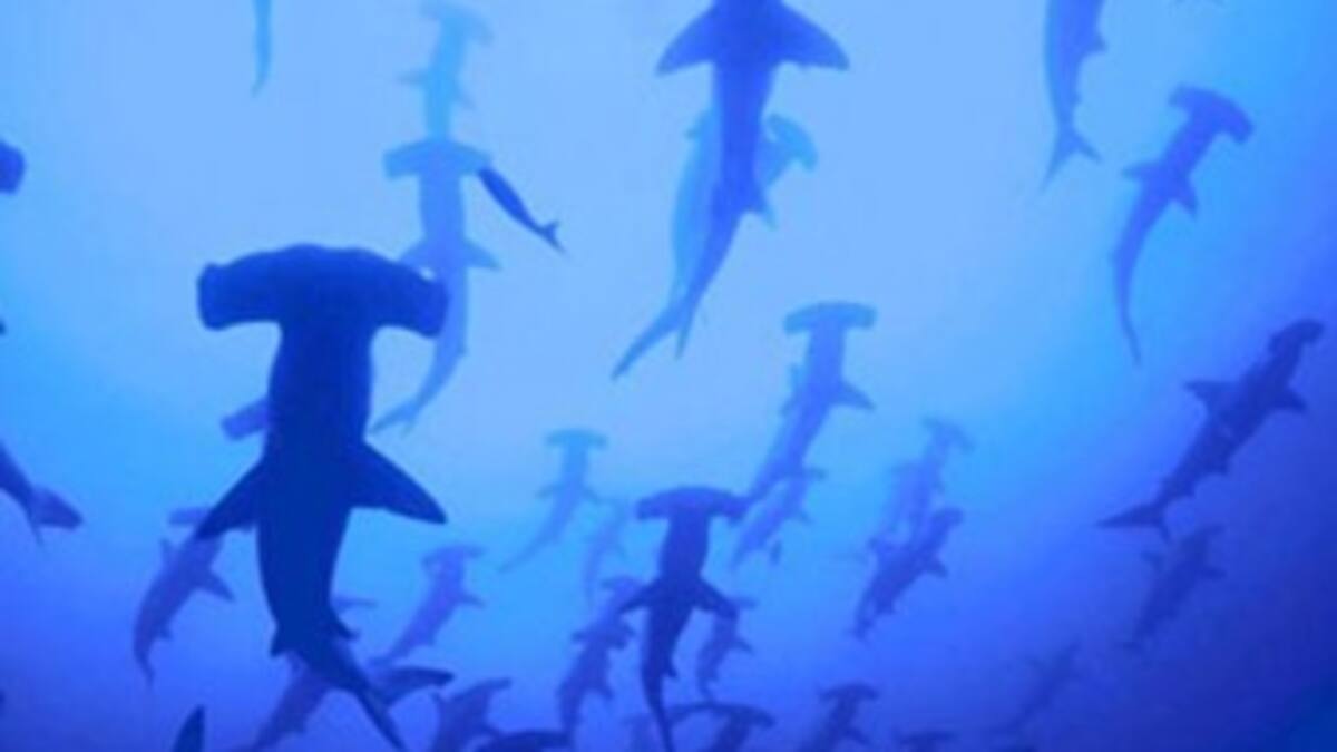 Cerca de dos mil tiburones habrían sido sacrificados en Malpelo