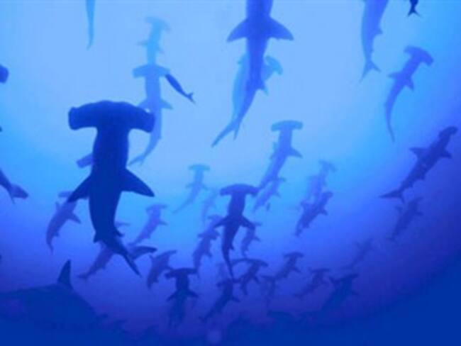 Cerca de dos mil tiburones habrían sido sacrificados en Malpelo