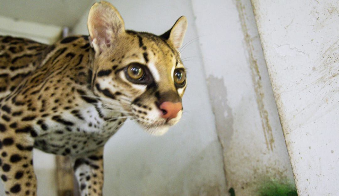 Tigrillo recuperado en Palocabildo, Tolima