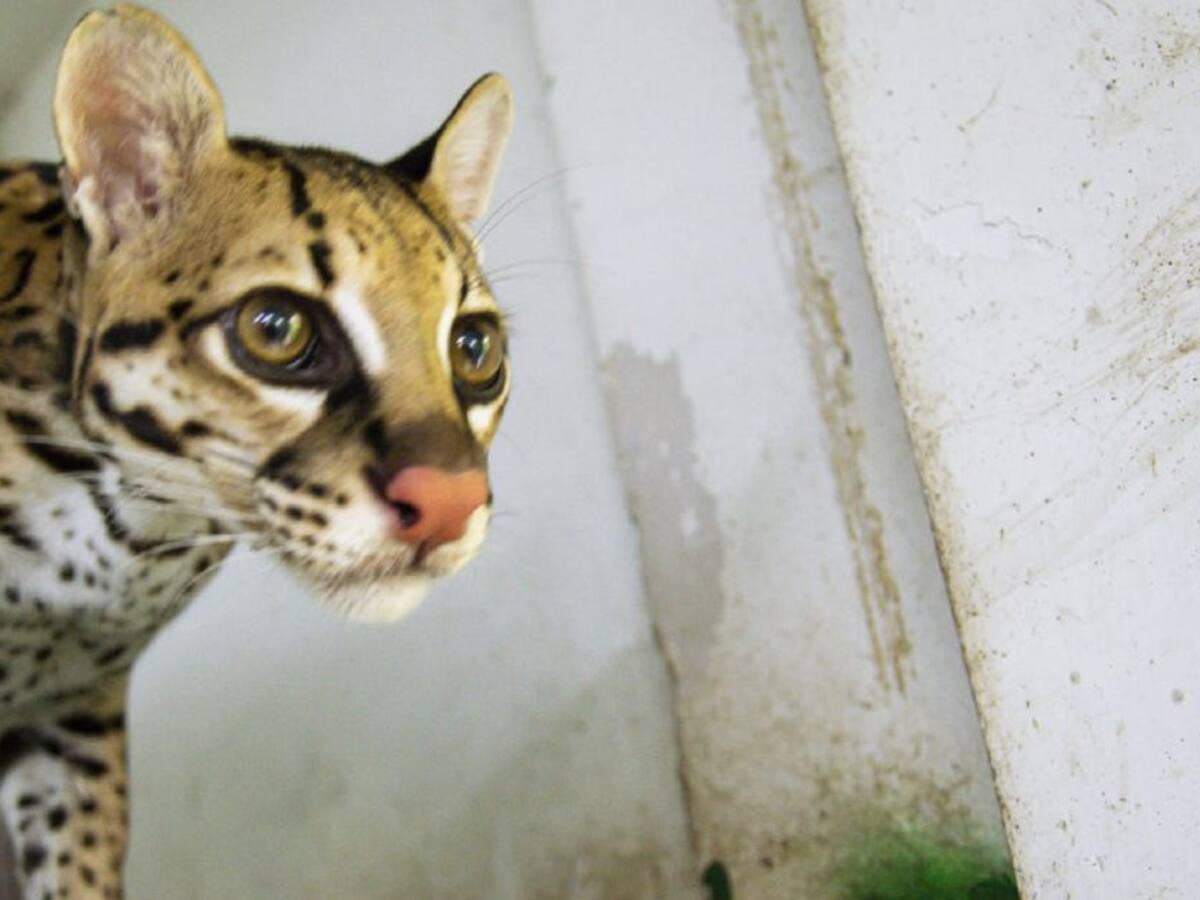 Tigrillo es enviado a centro de protección de Cortolima