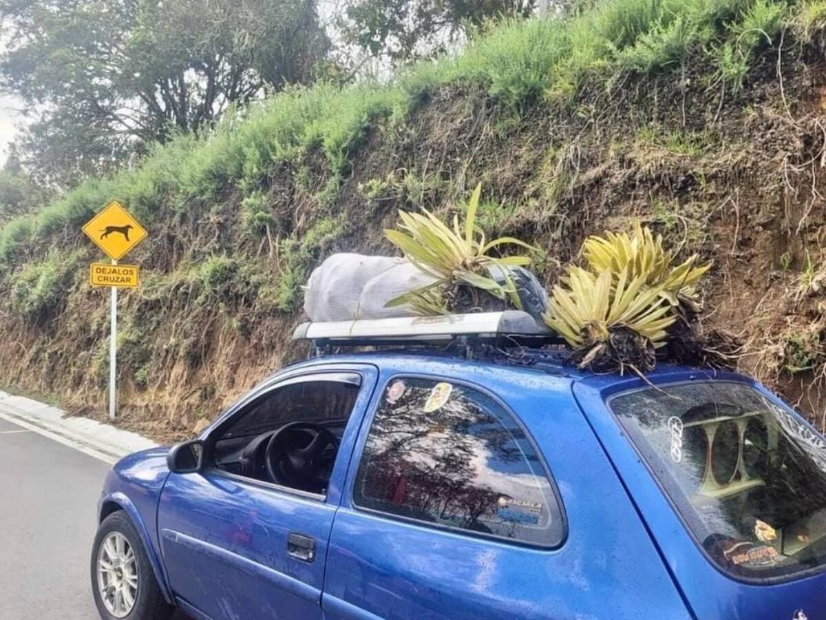 Capturaron a un hombre por extraer frailejones del Parque Natural de los Nevados