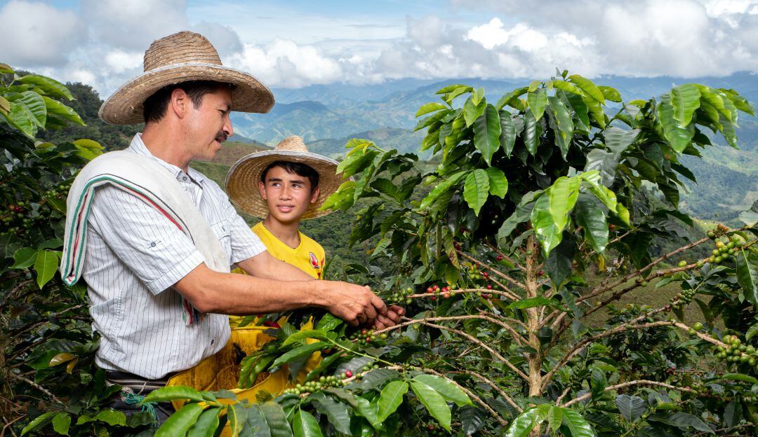 Al alza el precio del café