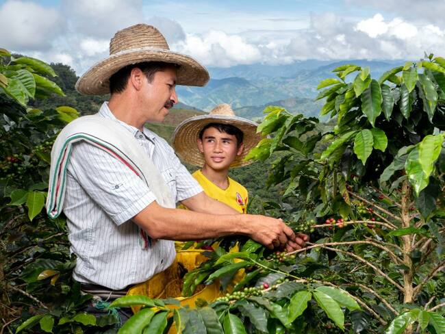 Al alza el precio del café