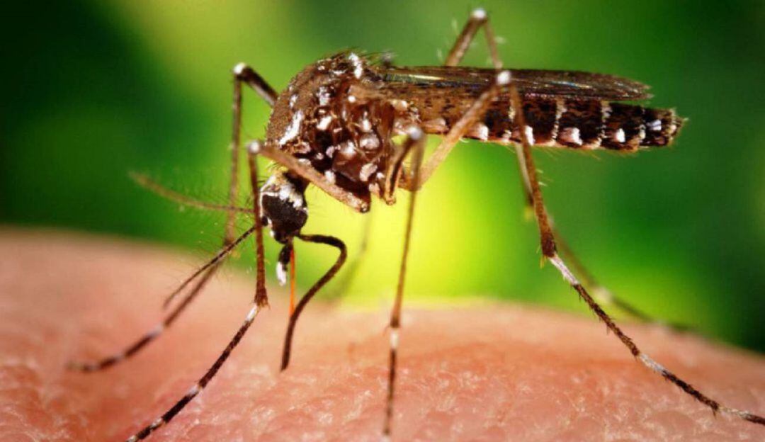 Declaran la alerta epidemiológica por dengue en Sucre 