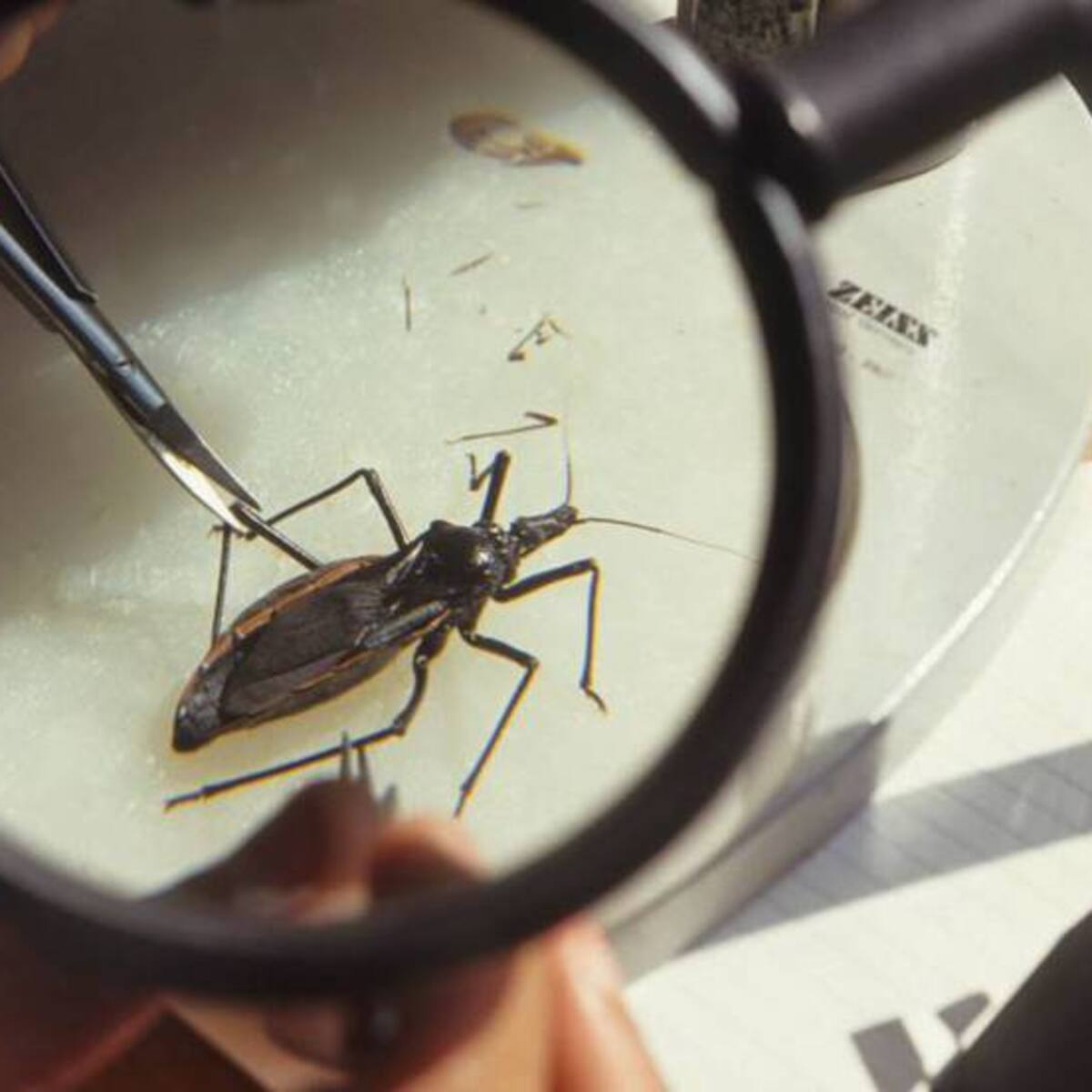 Autoridades de salud de Risaralda alertan un posible aumento de casos de Chagas