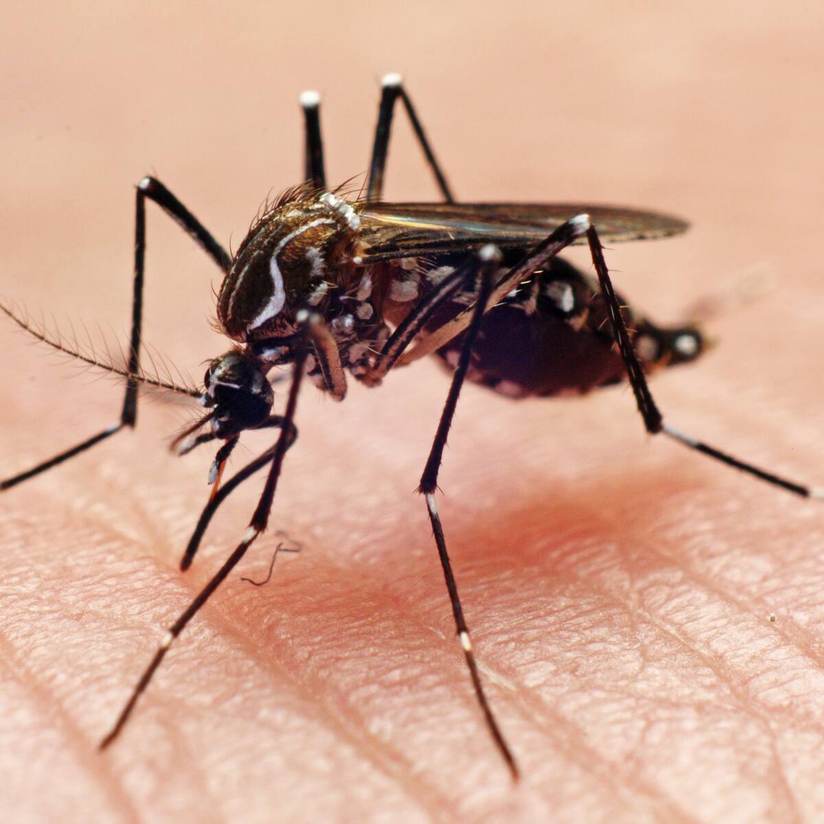 Hay alerta en Norte de Santander por aumento de casos de dengue