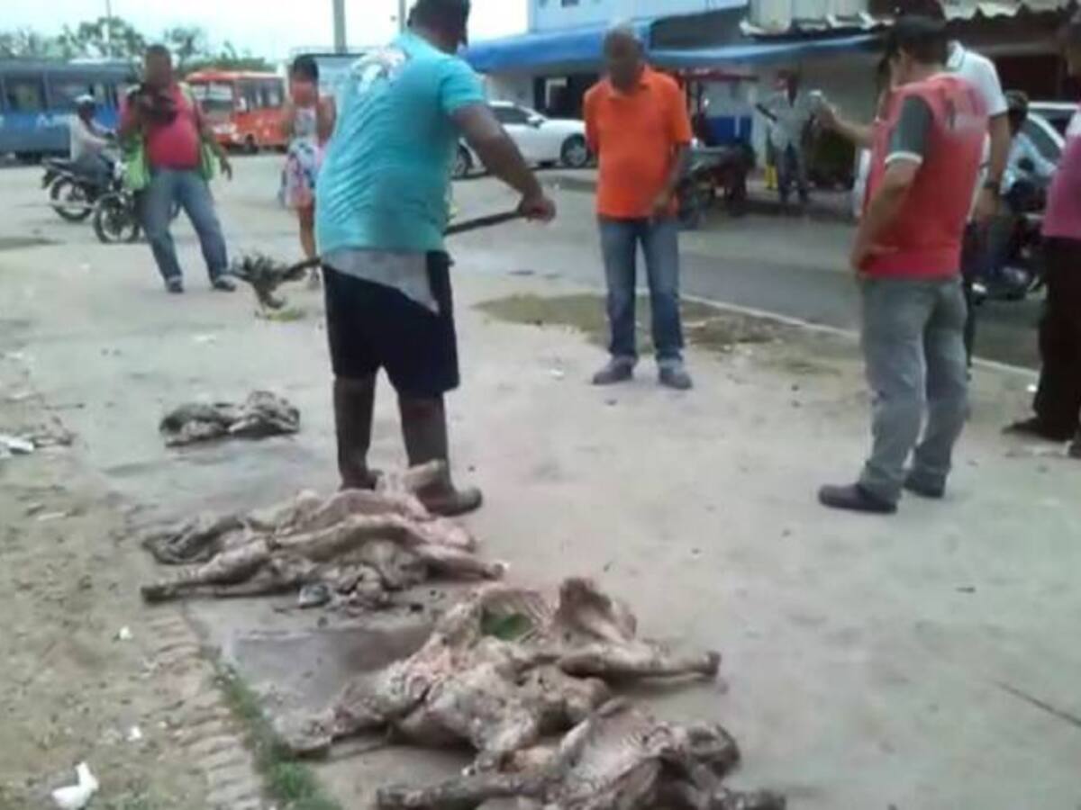 Investigan procedencia de más de 10 perros muertos, cerca del mercado