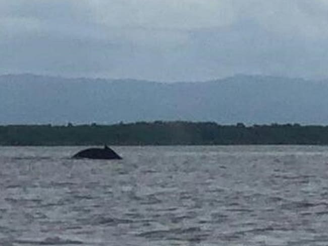 Un ballenato está extraviado en el Golfo de Urabá