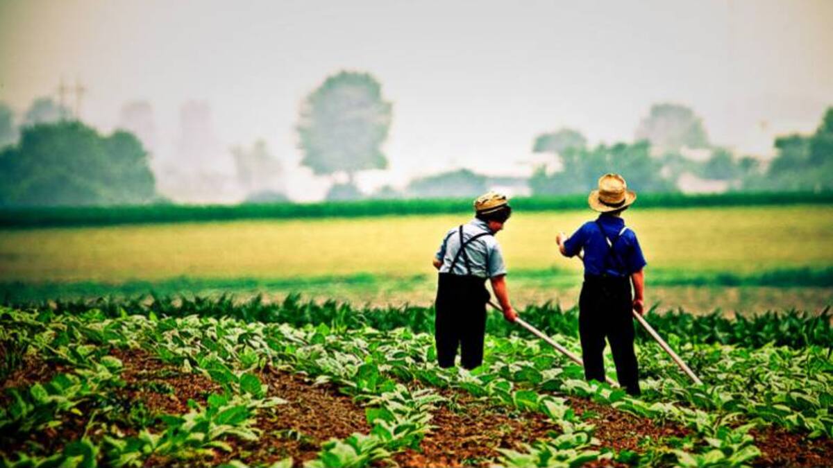Día Nacional del Campesino