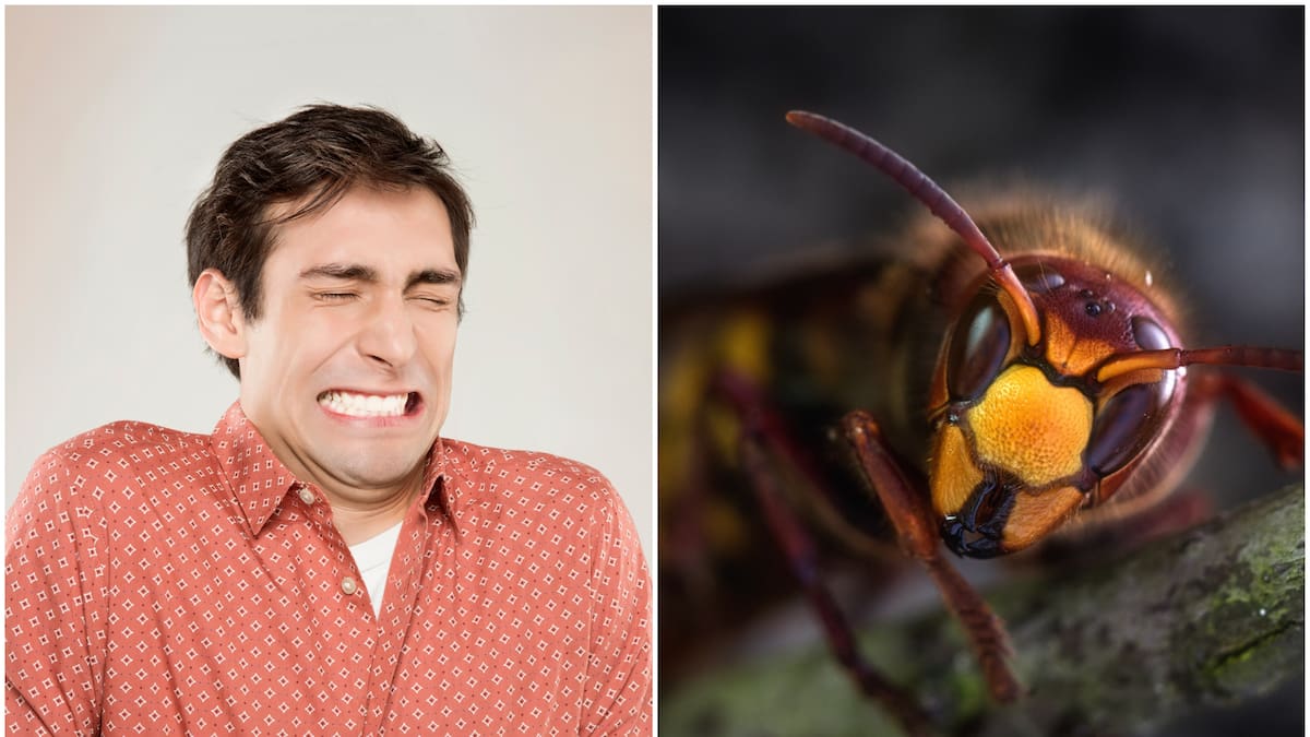 Top 3 de las picaduras de insectos más dolorosas del mundo: ¡Ojo! Hay dos en Colombia