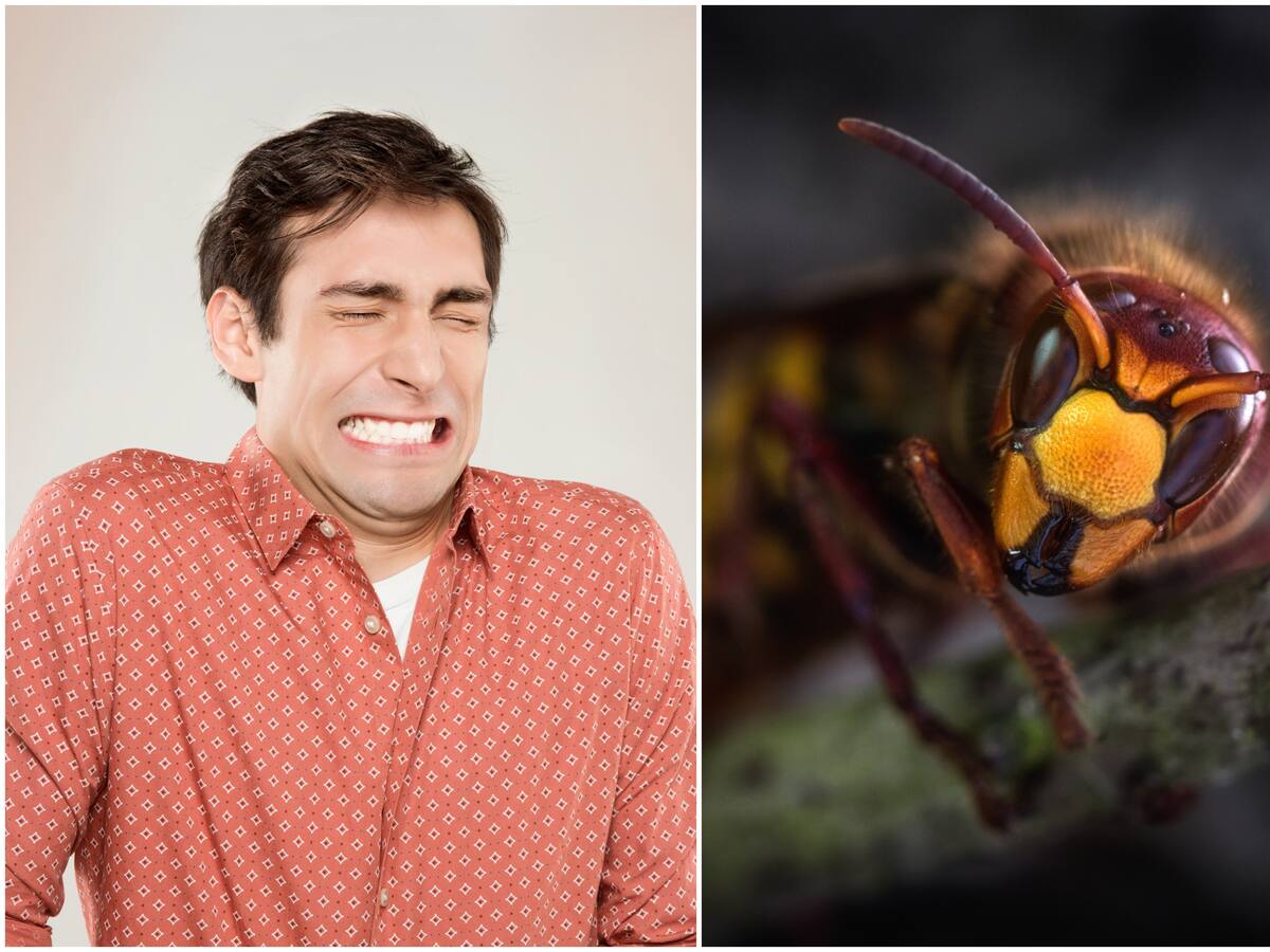 Top 3 de las picaduras de insectos más dolorosas del mundo: ¡Ojo! Hay dos en Colombia