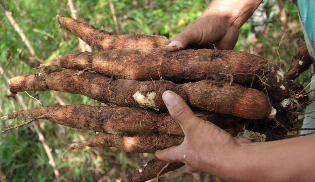 Imagen de referencia