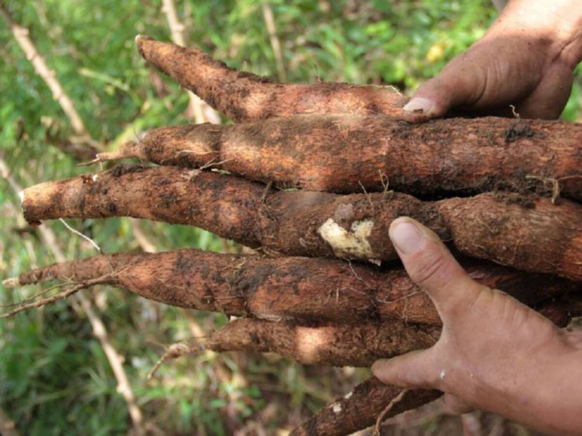 "Estas lluvias nos han traído bendiciones": campesinos en el Atlántico