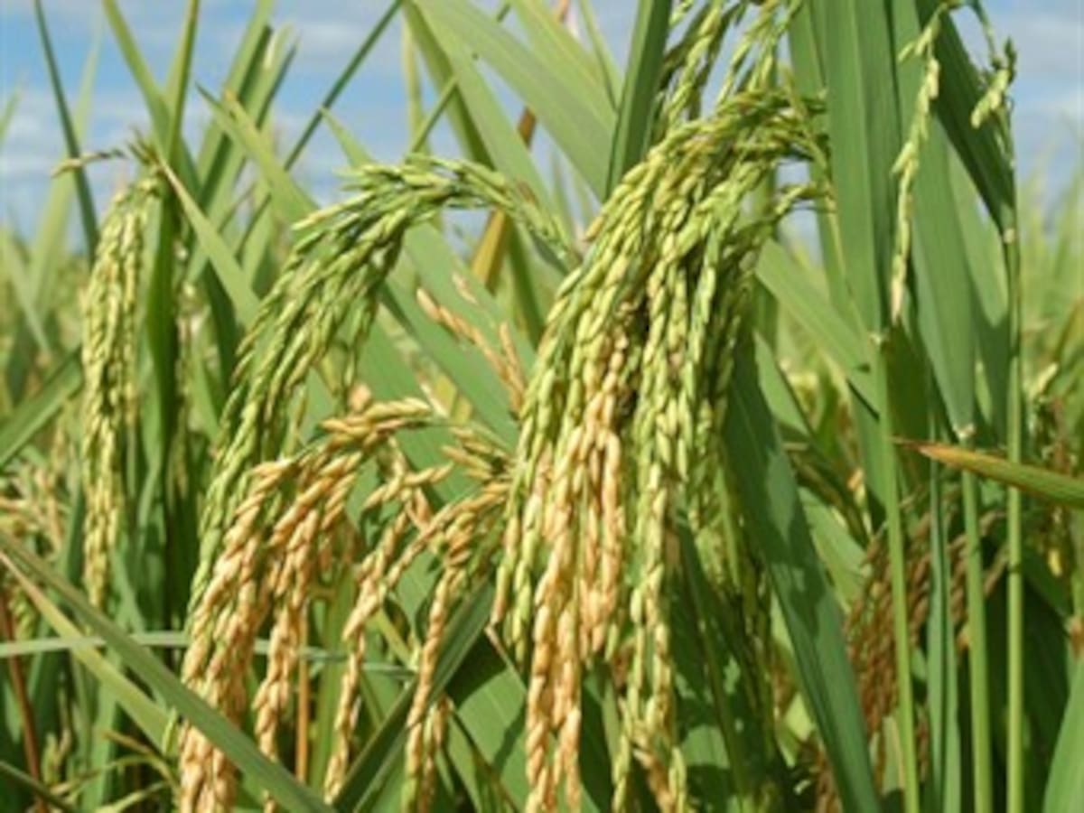 El 'súper arroz' que se adapta al cambio climático