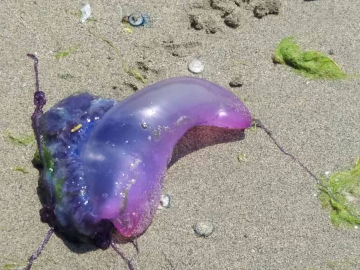 Alerta en Santa Marta por masiva presencia de medusas en Taganga